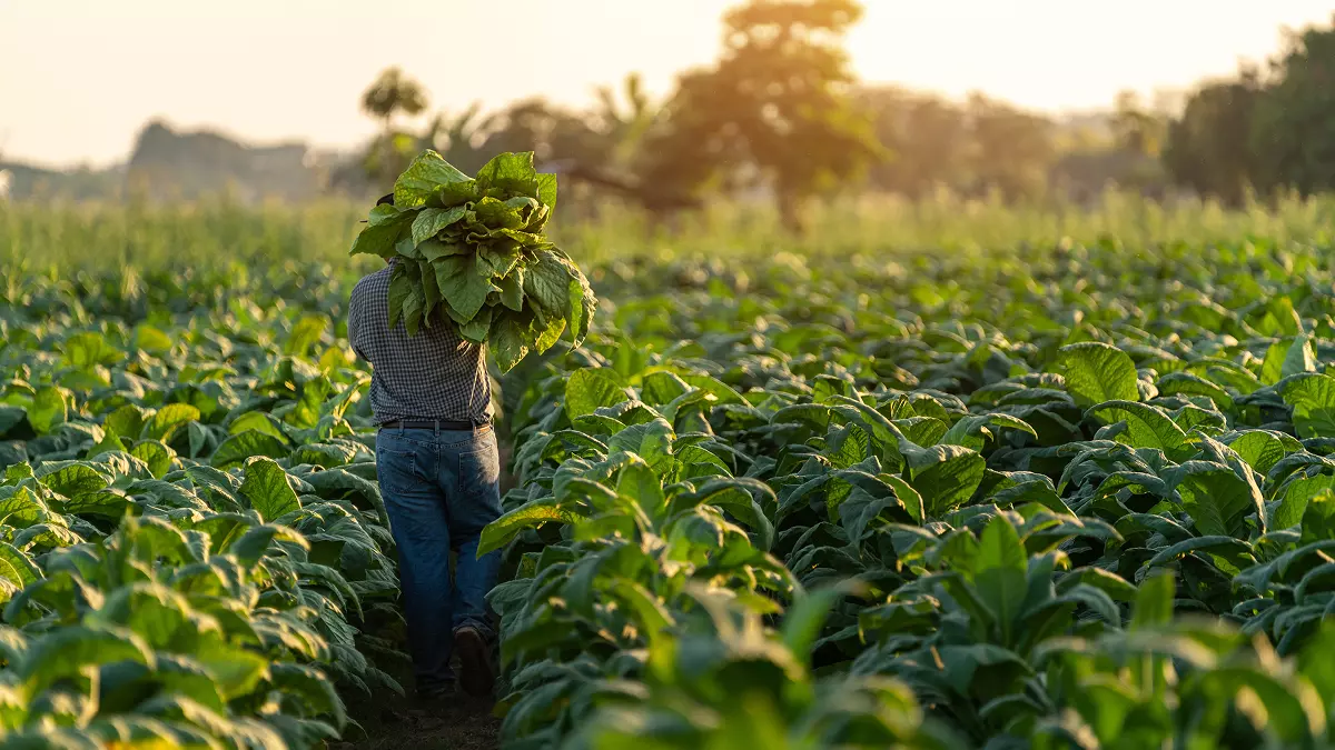 Plantator na polu tytoniu
