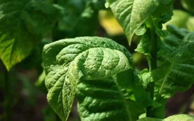 Niepewna przyszłość polskiego tytoniu. WHO zmienia zasady gry dla rolników