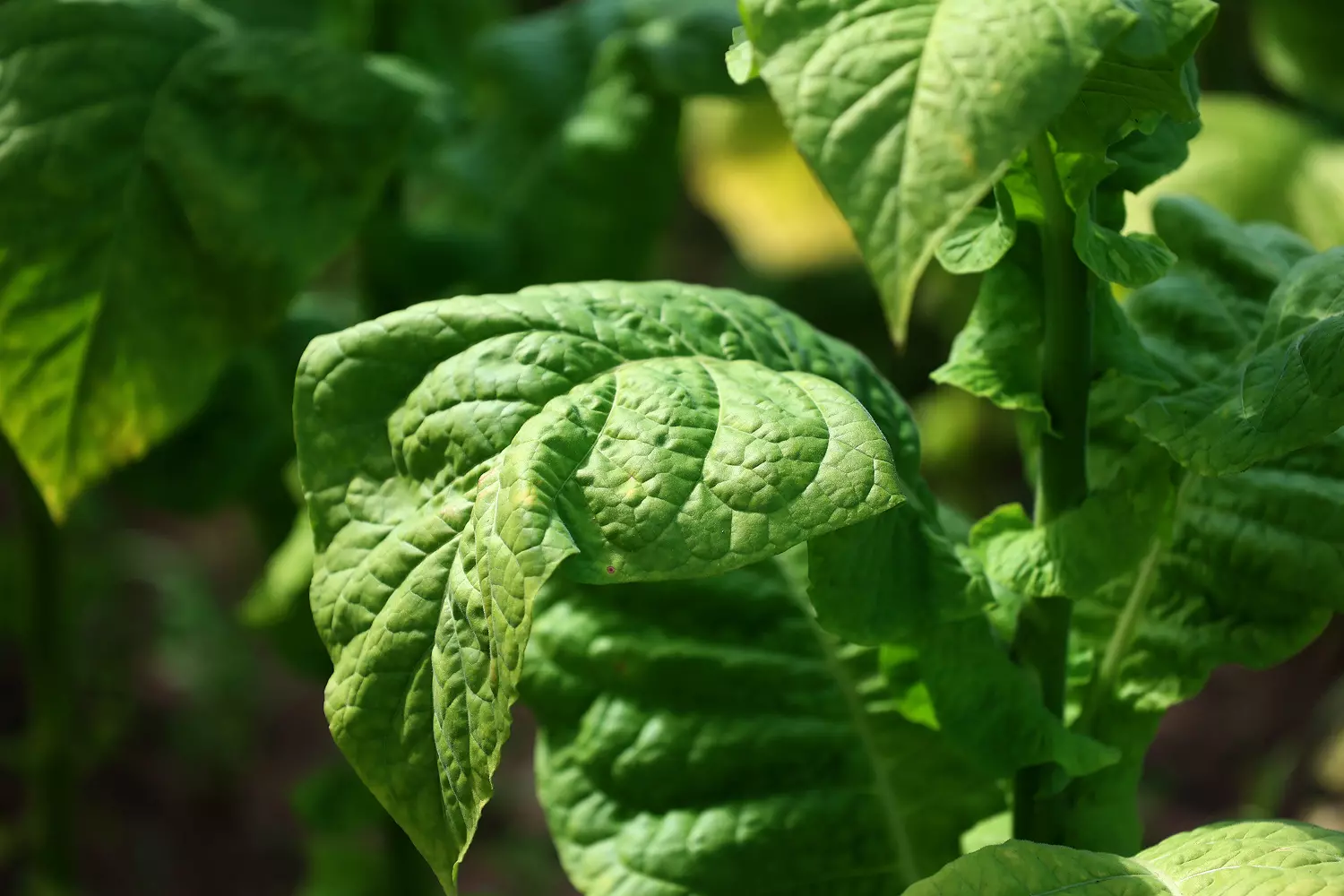 Niepewna przyszłość polskiego tytoniu