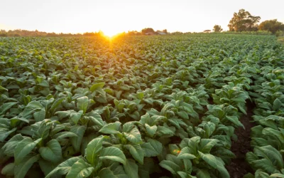 Ogólnopolska manifestacja rolników w obronie polskiego sektora tytoniarskiego – 3 listopada 2025 r.