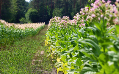 Polscy plantatorzy tytoniu biją na alarm: „Nie pozwolę jakimś urzędnikom zabić uprawy, która daje ludziom chleb”