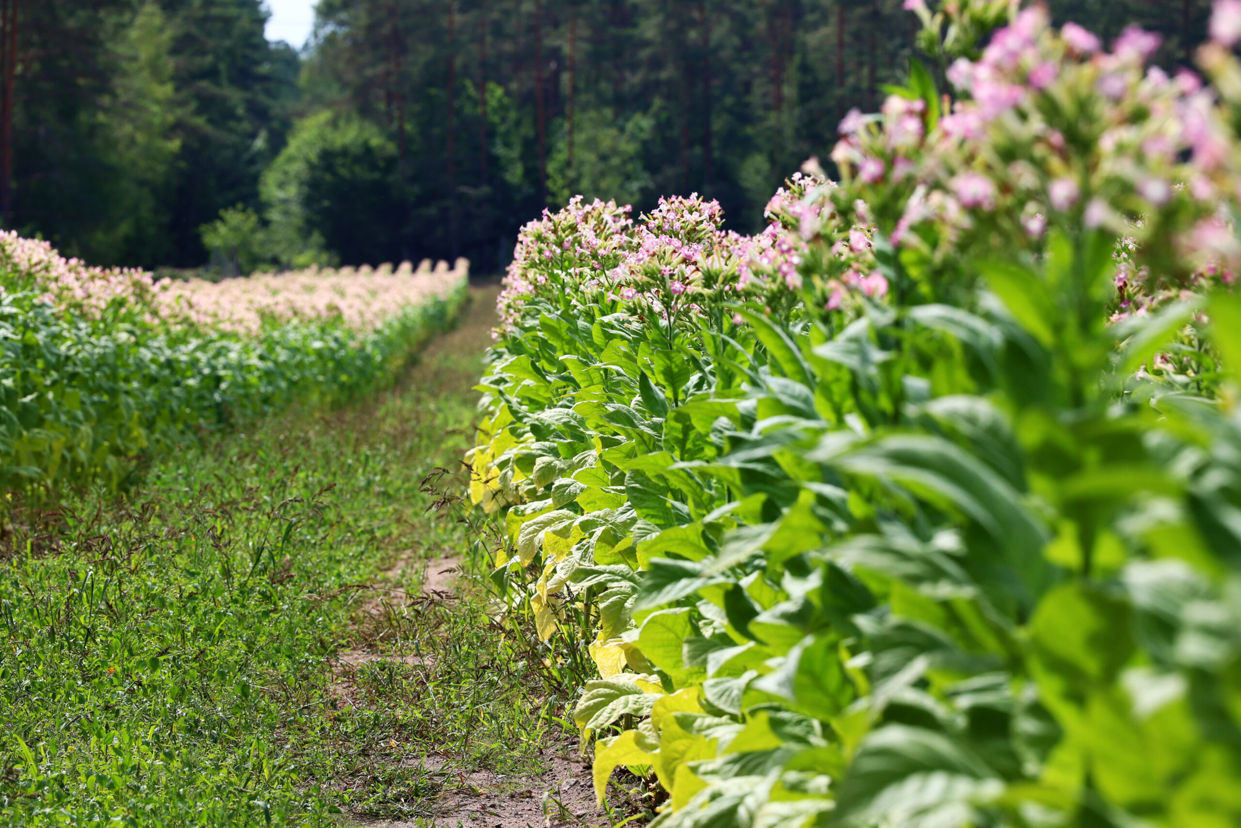 Plantacja liści tytoniu na papierosy i cygara. Uprawa.