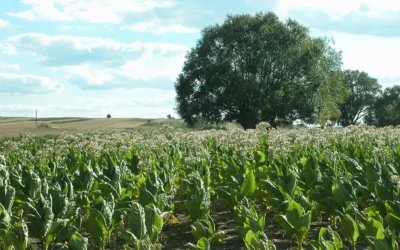 Polska wieś na celowniku WHO. Stawką są miliardy i przyszłość tysięcy rodzin
