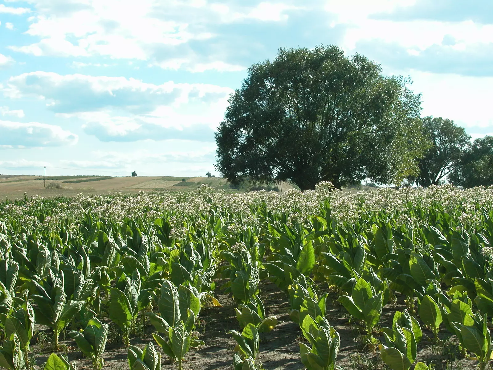 Polska wieś na celowniku