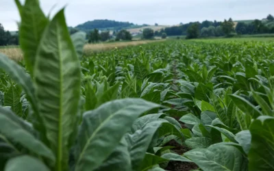 Polski tytoń na zakręcie. Tytoń pod presją WHO