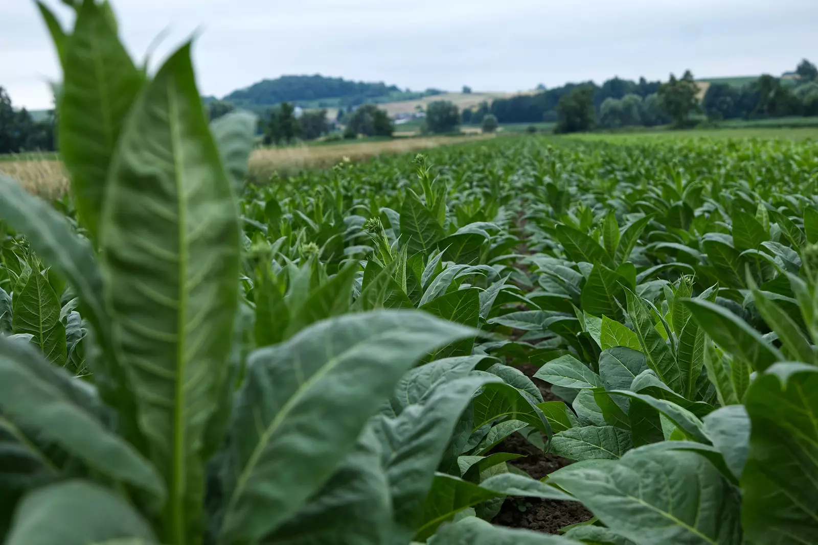 Polski tytoń na zakręcie