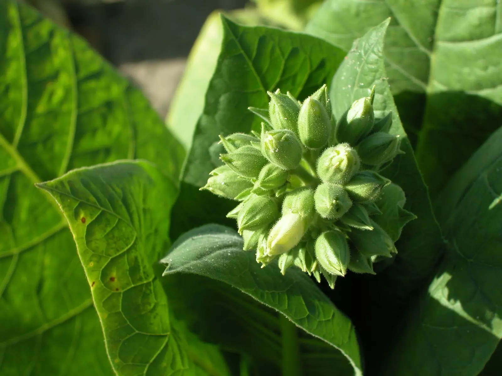 Program COP11 Program COP11