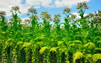 Raport ekspertów WHO uderza w polskich plantatorów. W listopadzie zdecydują o przyszłości upraw tytoniu