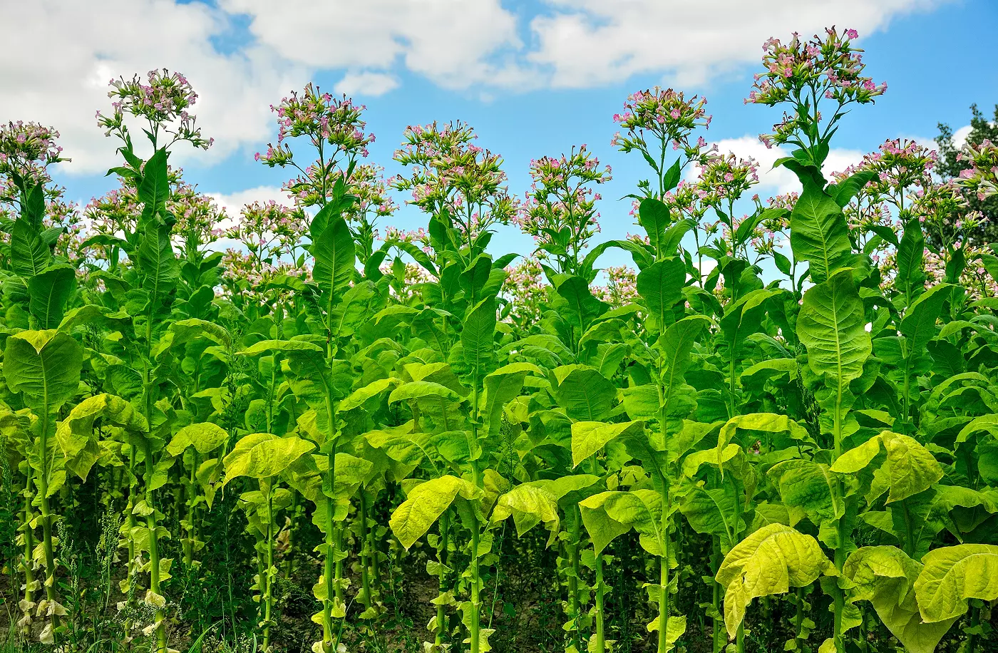 Raport ekspertów Raport ekspertów