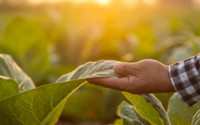 Stanowisko Organizacji Plantatorów Tytoniu w Polsce