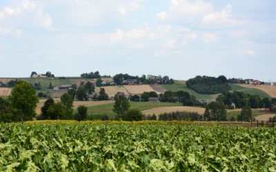 Plantatorzy biją na alarm: projekt UD213 może zdestabilizować rynek i pogłębić kryzys w polskim rolnictwie