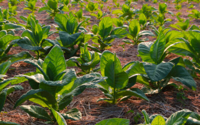 Tytoń w Polsce uprawiany jest w rodzinnych gospodarstwach. Jak wygląda cały proces? 