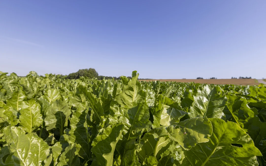 Ustawa tytoniowa wciąż bez rozstrzygnięcia. Rolnicy i branża obawiają się skutków nowych regulacji