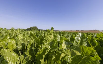 Ustawa tytoniowa wciąż bez rozstrzygnięcia. Rolnicy i branża obawiają się skutków nowych regulacji
