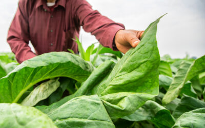 Niepewna przyszłość rolników i plantatorów tytoniu