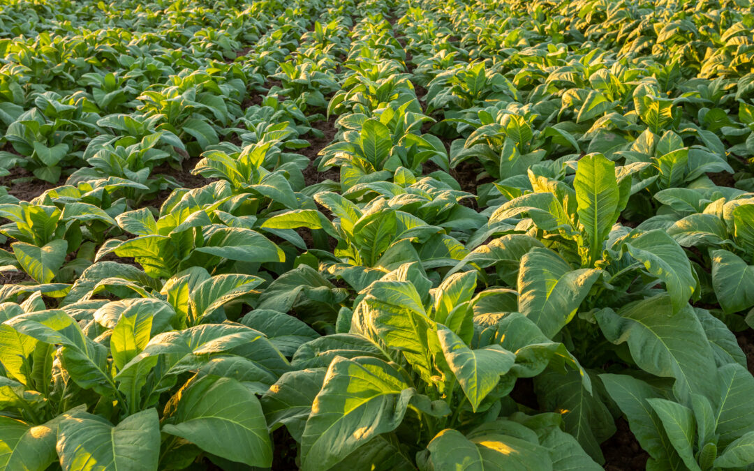 Najpierw stabilizacja, później reformy. Plantatorzy za moratorium dla rolnictwa